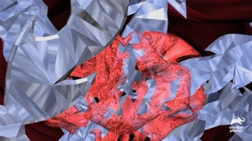 Some people say that necessity is the mother of all invention, but they've obviously forgotten that Mother Nature's also come up with some outstanding designs. We're counting down the top ten most extreme inventors in the animal kingdom to see how long it took humans to copy the ingenuity of the natural world. Discover that we have not always been first to the patent office, when animal inventors are taken to #TheMostExtreme. | Animal Planet