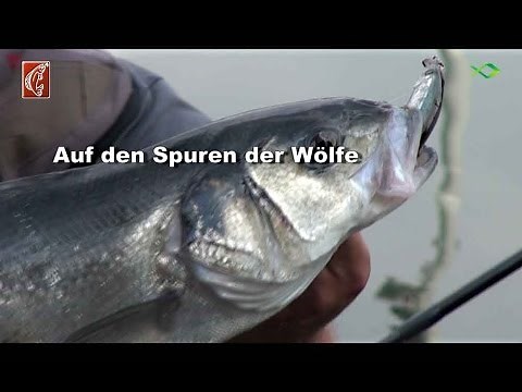 Angeln auf Wolfsbarsch | Auf den Spuren der Wölfe