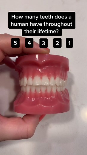 How Many Teeth Does a Human Have? All You Need to Know