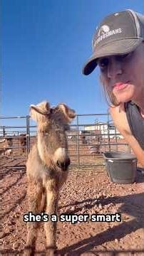 Day 16 of trying to get my donkey to love me