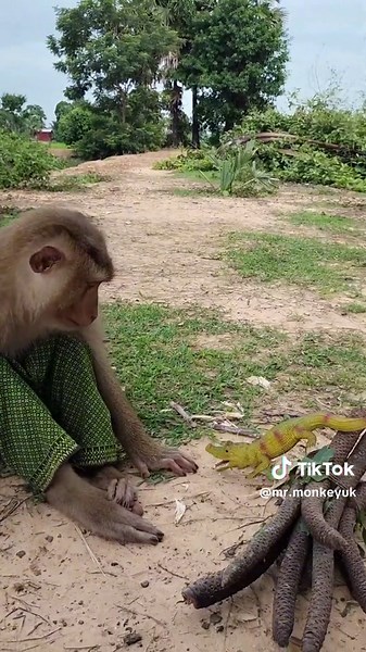 "Mr.Monkey playing with crocodile🐊" #monkey #monkeys #monkeyvideos #a...