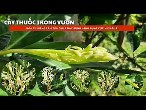 Cây riềng và tác dụng bất ngờ từ hoa riềng bạn nên biết để không bỏ phí nhé ‪@mebaohan.official‬