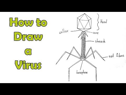 How to Draw a Virus (T4 phage) - Easy - For kids