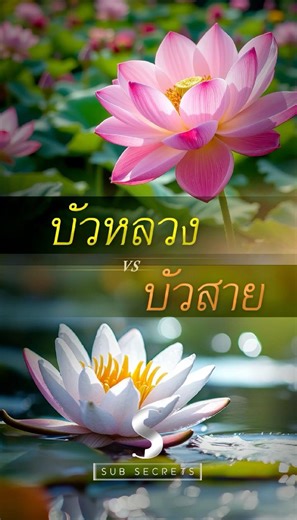 What's the difference between lotus and water lily? Many people can't tell the difference. #subse...