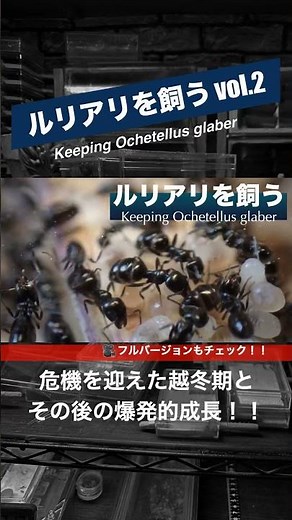 ルリアリを飼う vol.2 〜危機を迎えた越冬期⛄️とその後の爆発的成長❗️❗️〜 #アリ観察 #アリ飼育 #蟻の巣 #アリの巣 #ルリアリ #shorts