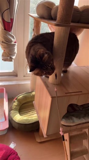 COCO MC (@coco.mc33)’s videos with POP LAND 002 - HIDE