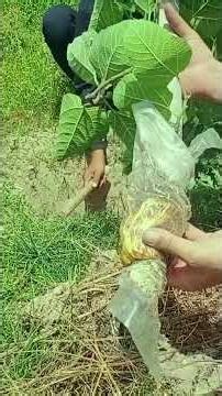 How to Air Layer Fig Trees for 100% Success | Fast Rooting Method Anyone Can Do #shorts