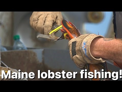 Maine lobster fishing!