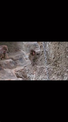วิดีโอนี้ฉันทำขึ้นมาเพื่อ อยากให้เห็นว่าลิงตัวนี้ที่ ชื่อ🐵พั้นช์คุง เค้าเรียนรู้ที่จะเข้าฝูง ✅ปัจจุบันเค้านี้ เรียนรู้ไปถึงไหน I made this video to show how this monkey, named 🐵Punch-kun, is learning to join the group. ✅Let's see how far he's learned so far. #VoiceEffects #พั้นช์คุงวันนี้ #ichikawacityzoo #punch #สัตว์โลกน่ารัก