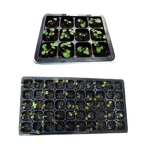 [Hot Item] Premium Plastic Polystyrene Seedling Trays with Protective Covers