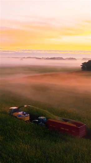 New Holland Harvester | Green Corn Silage Harvesting | Modern Farming Machinery 🚜🌽#shortsfeed #viral