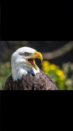 What does an eagle sound like? | Real eagle screeching sound