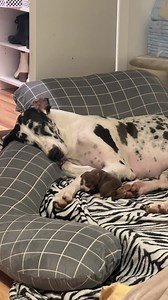 13K views · 789 reactions | Mama and baby snuggles, is anything better??  | Dear Danes | Facebook