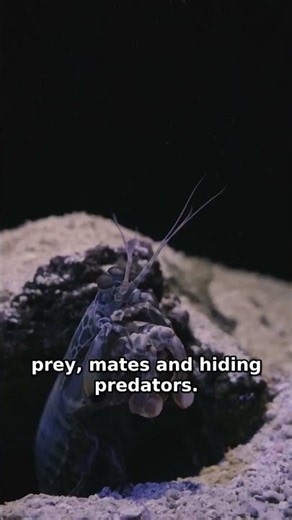 Mantis Shrimp: The Animal That Sees Invisible Colors