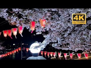Sumida Park Cherry Blossom Festival 2025 | Cherry Blossom Tokyo Japan | 隅田公園 | 桜 | 4K Japan 🇯🇵