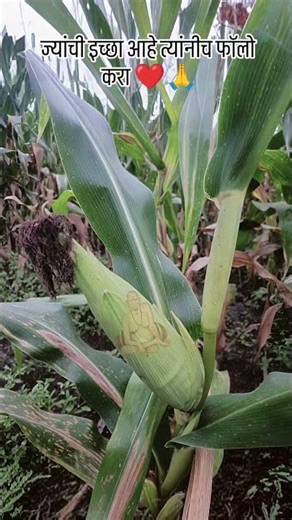 #swamisamarthamajhiaai #motivation #swamisamarth #youtubeshorts #shorts