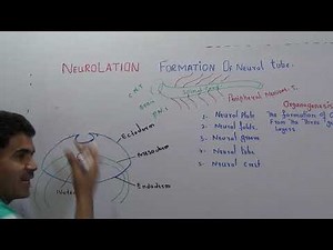 L2-Development in chick part 2 Neurolation