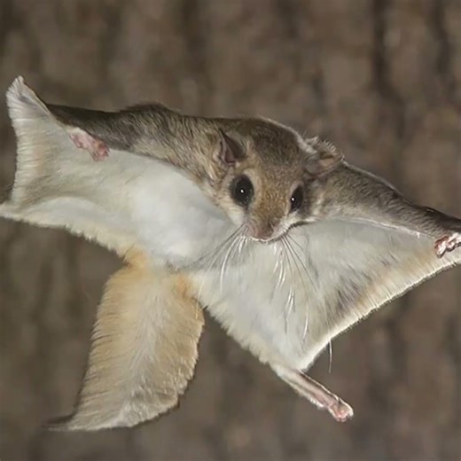 5 Amazing Types of Tree Squirrels: From Giant to Flying! 🐿️
