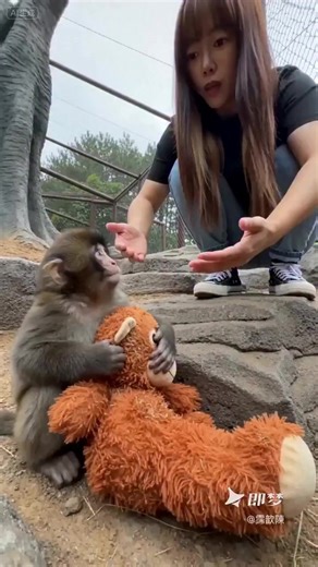 Koh_hwa sen (@surapati281)’s video of Abandoned Monkey Punch Keeps Stuffed Monkey