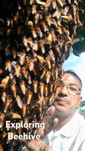 The Secret Life of Bees: Exploring a Tree Hive#honey