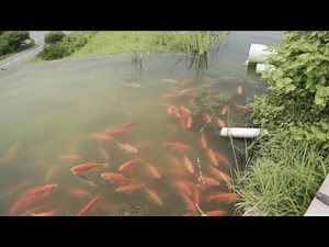 Chinese Paddy-Fish Farm: How Farmers Grow Rice and Raise Fish Together