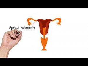 ¿CÓMO ES EL CICLO HORMONAL DE LA MUJER?