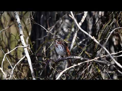 Fox Sparrow in the Great Dismal Swamp National Wildlife Refuge 2-10-26