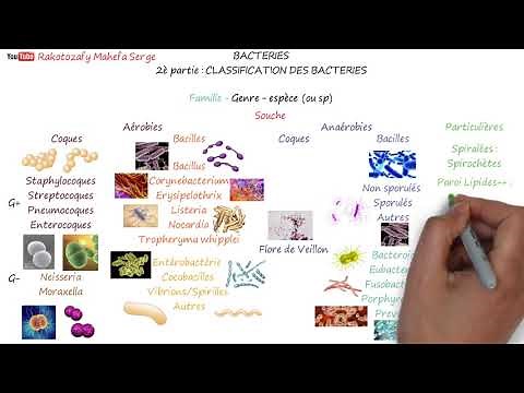 BACTERIA - Part 2: CLASSIFICATION OF BACTERIA
