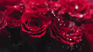 Free Hd Videos: 4K & HD | No Watermark | Download Now