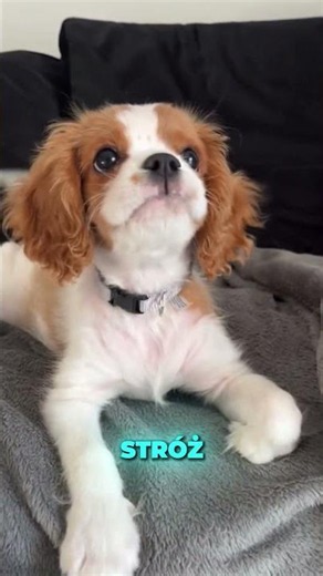 To 3 psy z którymi spędzisz najlepsze wakacje 🐶
