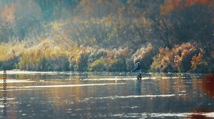 Autumn fly fishing. Amateur fisherman fishing on the river and catches the fish