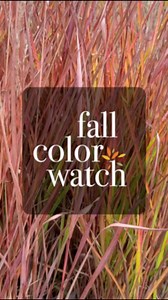 Fall Color Watch🍁: We’re seeing various shades of yellow and red this week! 1. bottlebrush buckeye (Aesculus parviflora)2. flame grass (Miscanthus ‘Purpurascens’)3. American hophornbeam (Ostrya virginiana)4. crabapple (Malus ‘Sutyzam’) Visit our Fall Color Watch🍂 page to keep up with peak fall color at the Cleveland Botanical Garden: https://holdenfg.org/fall-color-watch/ | Cleveland Botanical Garden