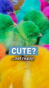 2K views · 238 reactions | Just because it looks cute, it is NOT cute. Colouring chicks is cruel and horrific. These baby chicks  are a few days old and need the warmth and care of their mothers. For decades, humans have exploited this by abusing animals for entertainment purposes. However, once the excitement is over, these little creatures will be abandoned or die. Share this and give them a voice❗️ | FOUR PAWS | Facebook