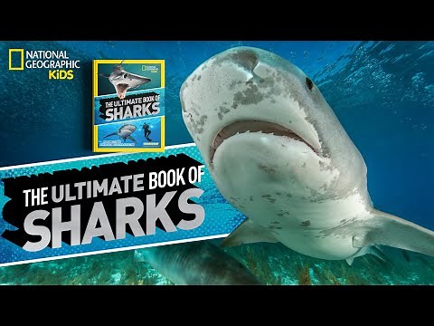 Get Up Close to Sharks! | Book Club