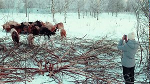 Farmer girl takes a picture of pasturing goats. Little shepherd pasturing cattle