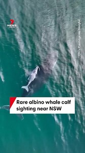 304K views · 6.4K reactions | An albino humpback whale calf has been spotted swimming alongside it's mother off the coast of NSW. Albinism and leucism affect fewer than 1 in 10,000 humpback whales making this a very rare sighting. "It's just really lucky, right place, right time," photographer Chris Prestidge told 7NEWS Australia. #whale #whitewhale #mobydick #animalsighting #dronevideo #7NEWS | 7NEWS Australia | Facebook