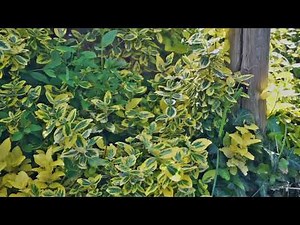 Sony alpha 6000 Video test