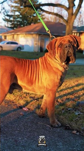 Quality Is Never Negotiable Here #boerboels #bigdogs #bigdoglovers #bigdogstrong