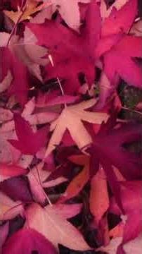 The Crimson Carpet 2nd variety