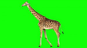 Caminata cíclica de jirafa aislada. Se: video de stock (totalmente libre de regalías) 1015419484 | Shutterstock