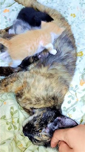So Much Love: Cat Mom Nursing Her Newborn Kittens 🐾