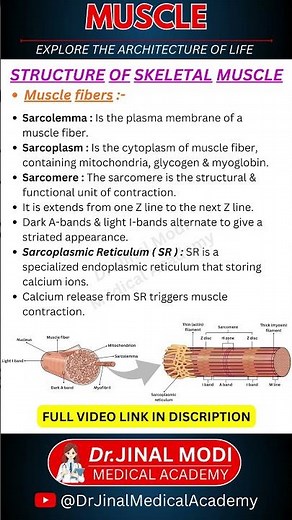 Muscle Anatomy: Sarcolemma to Sarcomere 🦴