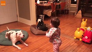 211K views · 420 reactions | Never too early to start training your dogs...or your children! | storyful | Facebook