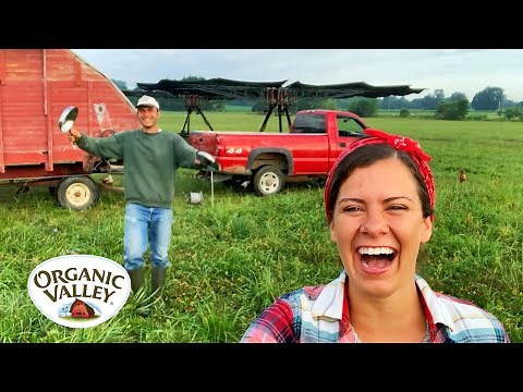Rotational Grazing with Cows & Chickens | Julia Gasser | Organic Valley