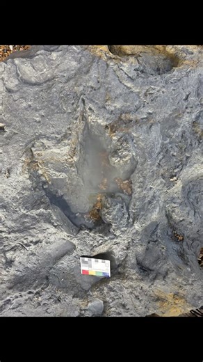 I had a great walk at Cliff End today. I saw more dinosaur footprints than I usually encounter including iguanodont tracks, and a theropod track. Other finds I spotted included 2 plesiosaur teeth. All of these fossils come from the 140 million year old terrestrial sediments of the Valanginian stage of the #Cretaceous #FossilFriday | The Fossil Man