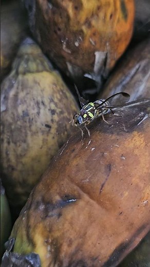 The Fruit Fly 😍 What You Need to Know About This Garden Pest