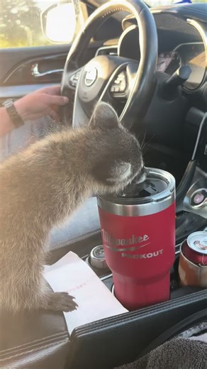 Raccoons Enjoying Coffee: Cute and Funny Moments