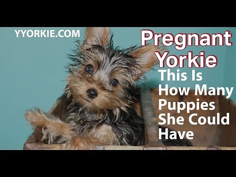 You Won't Believe How Many Puppies Can A Yorkie Have (Must Watch)