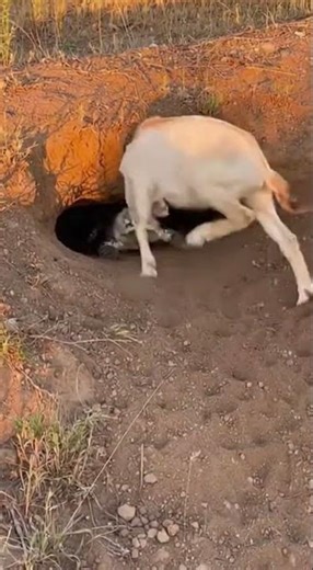 Camo Trap! Goat Mistook Croc for Log, Dragged Instantly Underwater!위장 함정! 염소가 악어를 나무인 줄 알고 물속으로 끌려가다