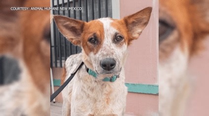 Animal Humane saves abandoned Gallup mother, puppies